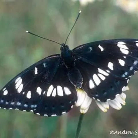 thumbnail for publication: Viceroy Butterfly Limenitis archippus (Cramer) (Lepidoptera: Nymphalidae: Limenitidinae)